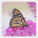 Search for monarch butterfly stickers Wildlife
