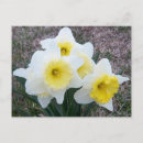 Search for flower bulbs postcards Daffodil