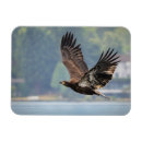 Search for bald eagles magnets Wildlife