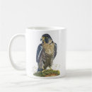 Search for peregrine mugs Nature