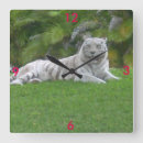 Recherche de tigre blanc horloges Photographie de nature