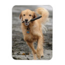 Search for matt magnets Animal
