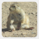 Search for prairie dogs stickers Nature
