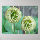 Search for clematis posters Plant
