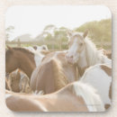 Search for herd coasters Wildlife