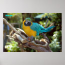 Recherche de plumes jaunes posters Nature