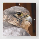 Recherche de rapace horloges Faucon pèlerin