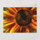 Search for yellow sunflowers postcards Garden