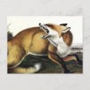 Search for red foxes postcards Illustration