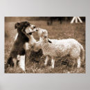 Recherche de herding dog posters Collie