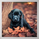 Recherche de marionnettes posters Chiot