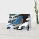 Search for bluebird christmas cards Birds