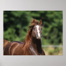 Recherche de cheval arabe posters Châtaigne