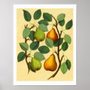 Recherche de pear posters Poires