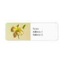 Search for daylily return address labels Daylilies