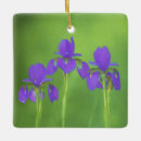 Search for iris ornaments Flower