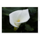 Recherche de calla photographie Blanc
