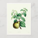 Recherche de paire cartes postales Floral