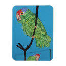 Recherche de oiseaux exotiques magnets Perroquets