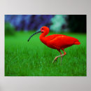 Recherche de long bec posters Nature