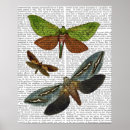 Search for butterfly posters Flowers