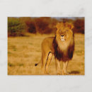 Search for male lions postcards Mane