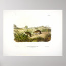 Search for color mouse posters Illustration