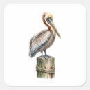 Search for brown pelican stickers Wildlife