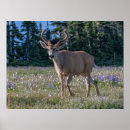 Search for black deer posters Forest