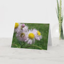Search for daisy like cards Flowers