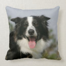 Recherche de de border collie coussins Photographe canin