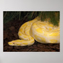 Search for yellow snakes posters Python