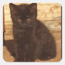 Search for fluffy cat stickers Baby