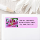 Search for stargazer lily return address labels Lilies