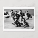 Recherche de canard noir cartes postales Blanc