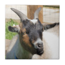 Search for goat tiles Funny