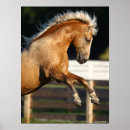 Search for horse breed posters Rearing