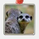 Search for meerkat ornaments Mongoose