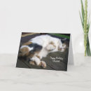 Search for deck cards Cat