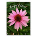 Search for coneflowers cards Echinacea