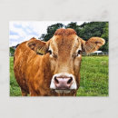 Search for bovines postcards Animals