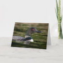 Search for loon cards Nature