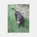 Search for chocolate lab blankets Cute