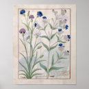 Search for medicinal posters 15th