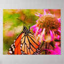 Recherche de papillon monarque art Animal