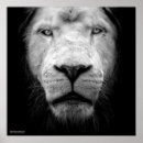Recherche de yeux lion posters Noir