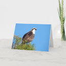 Search for osprey cards Animal