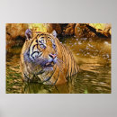 Search for sumatran posters Feline