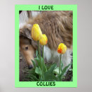 Recherche de herding dog posters Pets