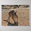 Search for australian animal posters Kangaroo